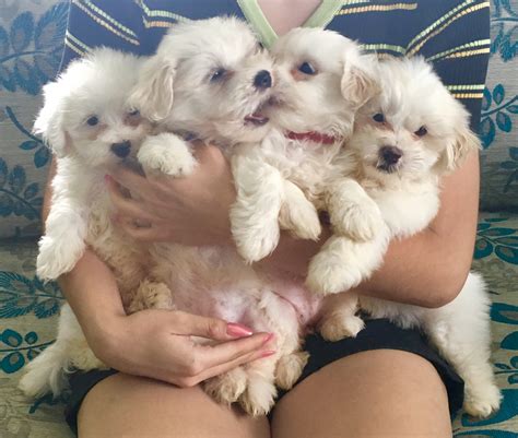 Height and Weight 8-10 inches and 5-10 pounds. . Maltese dogs for sale